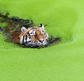 tiger swimming through weeds