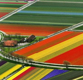 tulip fields, amsterdam