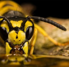 wasp drinking syrup