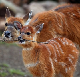 baby antelope playing with stick