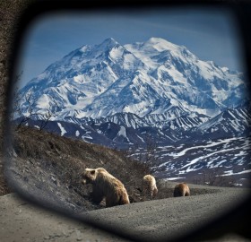 bears in my side view mirror