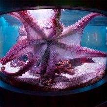 giant octopus, mississippi aquarium