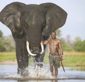 mahout with african elephant