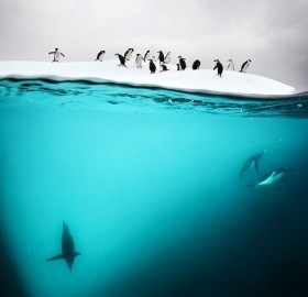 underwater antarctic penguins