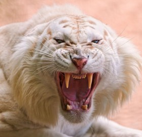 white lion fangs