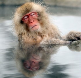 a japanese snow monkey