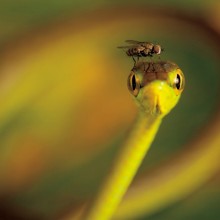 fly rests on the head of a vine snake