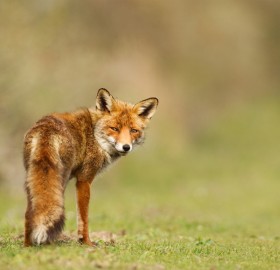fox`s look