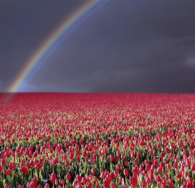rainbow over tulip field