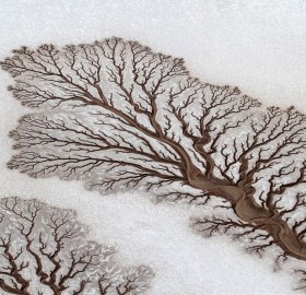 rivers forming treelike figures on the desert, mexico