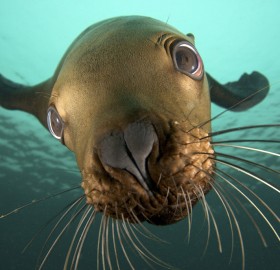 sea lion close-up