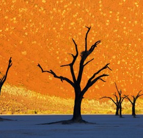 this is not a painting, dead trees park, namibia