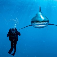 whitetip shark and diver