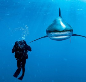 whitetip shark and diver
