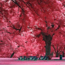 pink forest