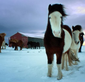 a herd of icelandic horses