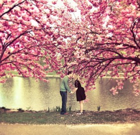 kiss under a cherry blossom tree
