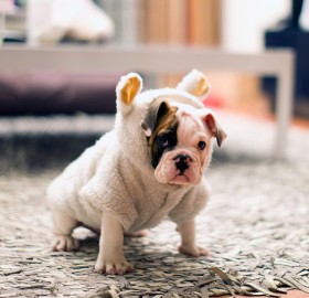 puppy in sheep`s clothing