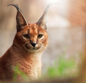 the look of caracal