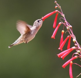black chinned hummingbird in flight