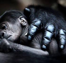 mother gorilla hugs baby