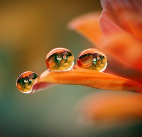 three flower droplets
