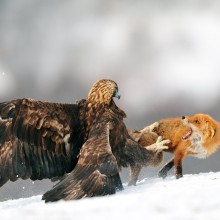 eagle attacks fox
