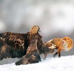 eagle attacks fox