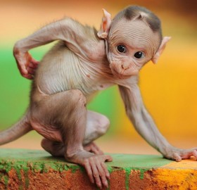 hairless baby macaque monkey
