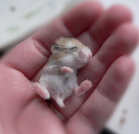 Super Cute Baby Animals in Human Hands