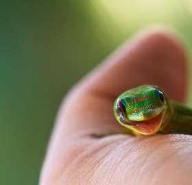 cute baby gecko