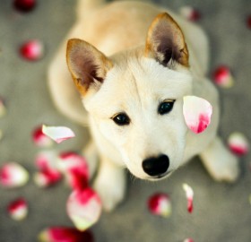flower petal and the puppy