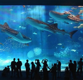 okinawa churaumi aquarium, japan