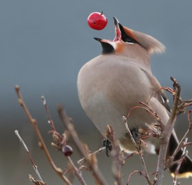 perfect timing of a bohemian waxwing