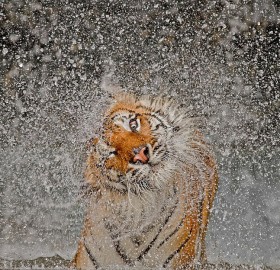 tiger shaking itself dry