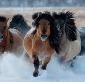 wild yakutian horses