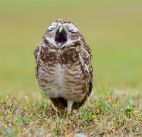 yawning owl