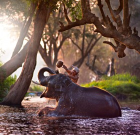 bathing an elephant