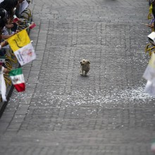 dog runs through a parade
