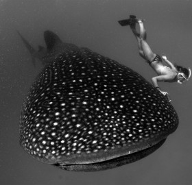 girl dives with whale shark