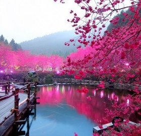 lighted cherry blossom lake, japan