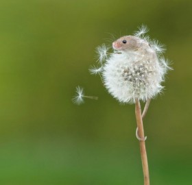 mouse on dandelion