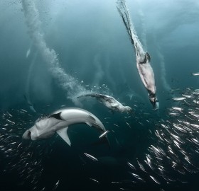 shark hunts sardines