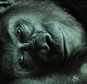 sleepy gorilla