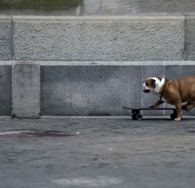 bulldog rides skateboard