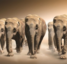 herd of elephants