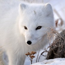 look of the arctic fox