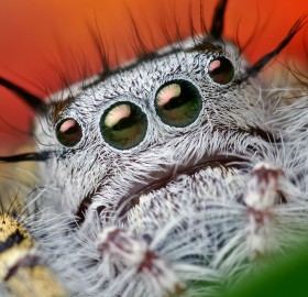 macro jumping spider