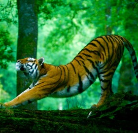 stretching tiger