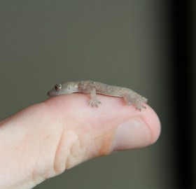 tiny baby lizard
